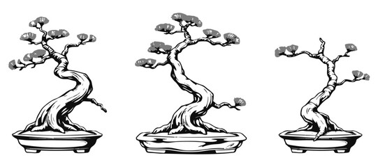  Japanese White Pine Bonsai Structure Form