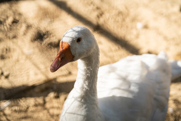 Graceful Geese and Playful Ducks: Tranquil Wildlife Moments