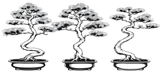 Japanese White Pine Bonsai Artistic Ink Design