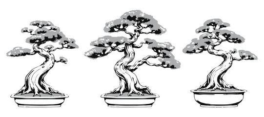  Ponderosa Pine Classic Bonsai Craft