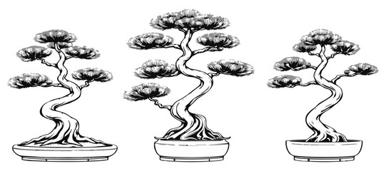 Red Pine Bonsai Twisted Form