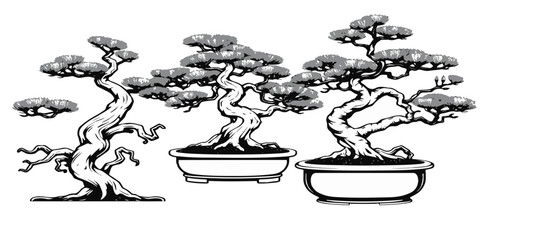 Red Pine Bonsai Minimal Contour