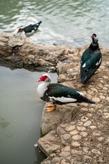 Graceful Geese and Playful Ducks: Tranquil Wildlife Moments