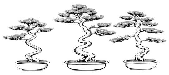 Red Pine Bonsai Structured Pattern