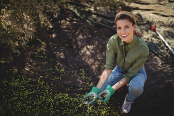 Hispanic woman kneeling beneath olive tree on black tarp, harvesting olives with gloves, copy space