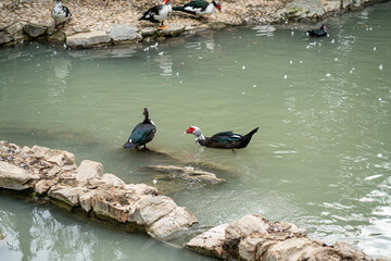Graceful Geese and Playful Ducks: Tranquil Wildlife Moments