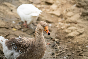 Graceful Geese and Playful Ducks: Tranquil Wildlife Moments