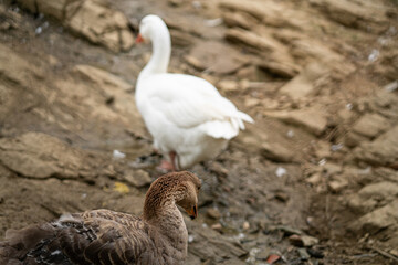 Graceful Geese and Playful Ducks: Tranquil Wildlife Moments
