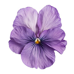  Purple flower