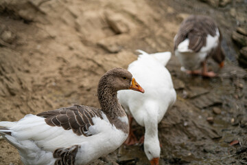 Graceful Geese and Playful Ducks: Tranquil Wildlife Moments