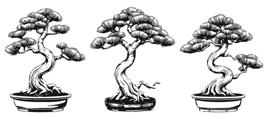 Scots Pine Bonsai Detailed Ink Sketch