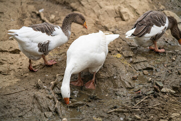 Graceful Geese and Playful Ducks: Tranquil Wildlife Moments