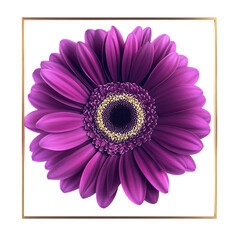  Purple gerbera flower 
