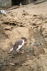 Graceful Geese and Playful Ducks: Tranquil Wildlife Moments
