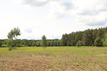A large meadow in the foreground of the forest. Ukrainian Polissia, Chernihiv Region.