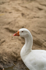 Graceful Geese and Playful Ducks: Tranquil Wildlife Moments