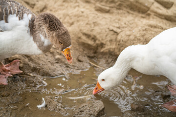 Graceful Geese and Playful Ducks: Tranquil Wildlife Moments
