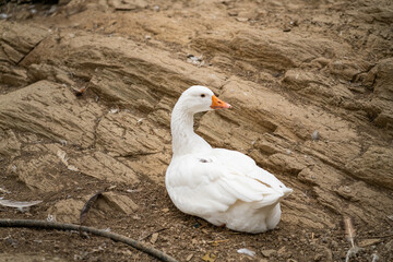 Graceful Geese and Playful Ducks: Tranquil Wildlife Moments