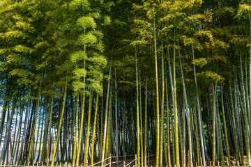 Fototapeta premium Tall green bamboo forest with dense vertical stalks and lush foliage under bright daylight near an urban area