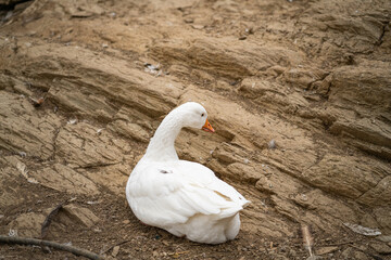Graceful Geese and Playful Ducks: Tranquil Wildlife Moments