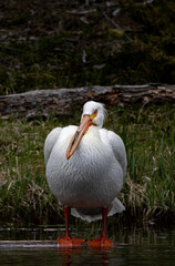 White Pelican along a River in Yellowstone National Park Wyoming in Springtime