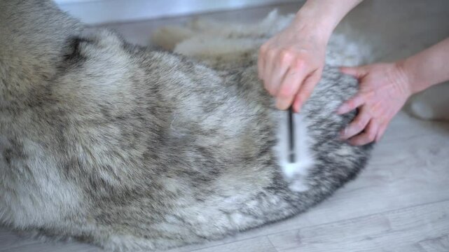 A wolf-like husky dog ​​with a fawn color and multi-colored eyes is lying on the floor. A woman's hand is slowly combing the shedding fur with a dog comb. And she removes the combed fur from brush