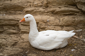 Graceful Geese and Playful Ducks: Tranquil Wildlife Moments