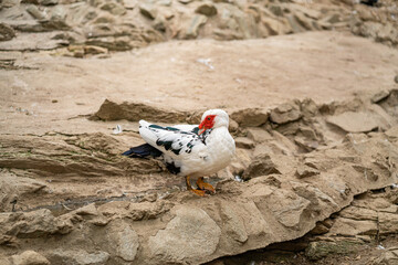 Graceful Geese and Playful Ducks: Tranquil Wildlife Moments