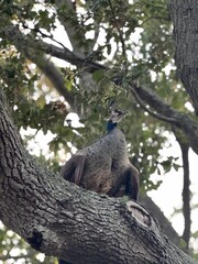 Mother Peahen with Baby Peacock and Peafowl Nesting on a Branch in a Tree in a Florida Neighborhood