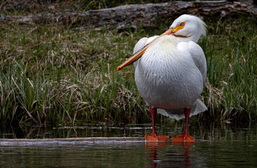 White Pelican along a River in Yellowstone National Park Wyoming in Springtime