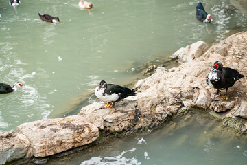 Graceful Geese and Playful Ducks: Tranquil Wildlife Moments