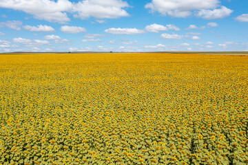 Obraz premium A big yellow field of sunflowers near Brasília, Brazil, with blue skies in the background.