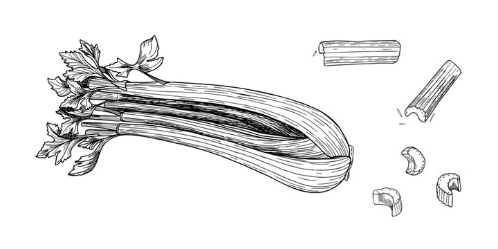 Celery stalks, leaves top and sliced pieces hand drawn black and white outline vector illustration. Crisp vegetable line art sketch for healthy food labels, packaging, and organic product design.
