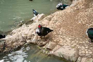 Graceful Geese and Playful Ducks: Tranquil Wildlife Moments