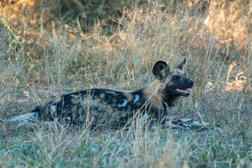 endangered wild dog in the wilderness of Moremi game Reserve