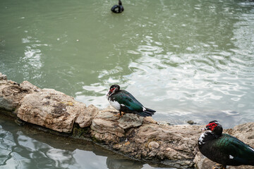 Graceful Geese and Playful Ducks: Tranquil Wildlife Moments
