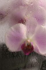 Smoke selected Soft focus beige pink phalaenopsis Orchid Flower through glass with wet water drops....