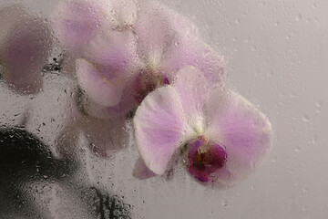 Smoke selected Soft focus beige pink phalaenopsis Orchid Flower through glass with wet water drops....
