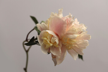 Beige Pink cream Peony Flower bud on gray neutral. Minimalist still life. Natural art background.