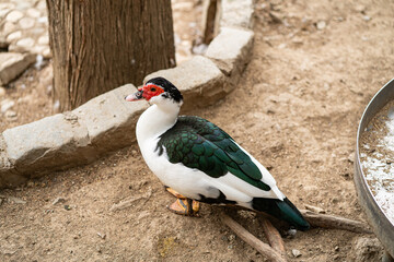 Graceful Geese and Playful Ducks: Tranquil Wildlife Moments
