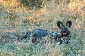 african wild dog/painted wolf in Magotho of Kwai Development trust resting next to pregnant wild dog