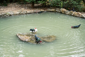 Graceful Geese and Playful Ducks: Tranquil Wildlife Moments