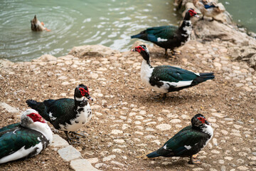 Graceful Geese and Playful Ducks: Tranquil Wildlife Moments