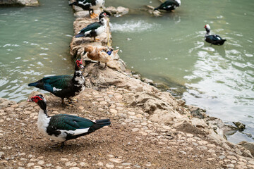 Graceful Geese and Playful Ducks: Tranquil Wildlife Moments