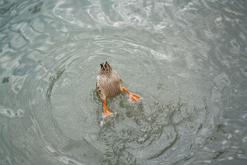 Graceful Geese and Playful Ducks: Tranquil Wildlife Moments