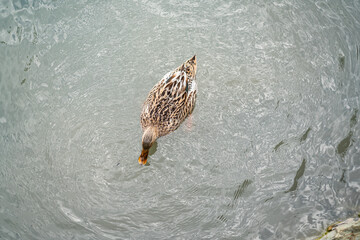 Graceful Geese and Playful Ducks: Tranquil Wildlife Moments