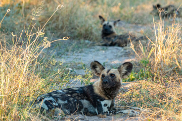 highly endangered painted dog in the wildernress of Botswana