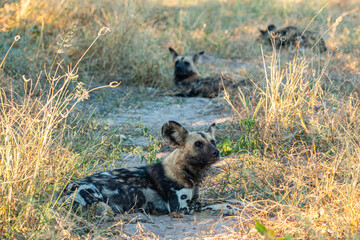 endangered painted dog in Botswana