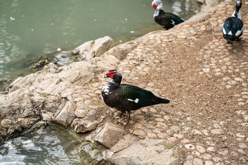 Graceful Geese and Playful Ducks: Tranquil Wildlife Moments
