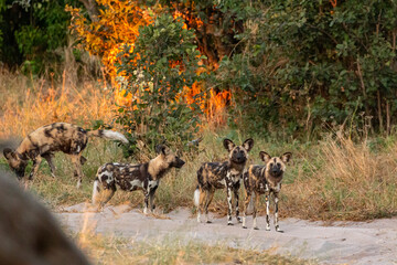 pack of african wild dogs close to camp site in magotho during morning hours